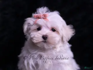 Maltese dogs Zander - Ad 34