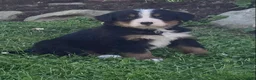 Bernese Mountain Dog dogs for sale: Blaze  - Ad 1