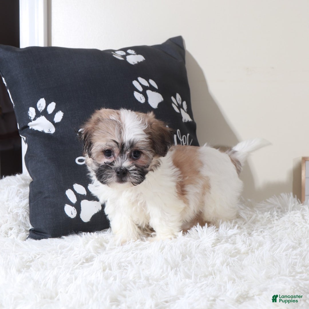 Teddy Bear dogs for sale: Teddy Bear Muffin - Ad 1