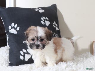 Teddy Bear dogs Teddy Bear Muffin - Ad 26