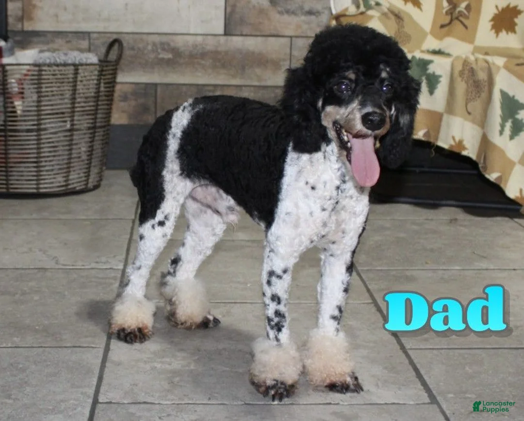 Mini Aussiedoodle dogs for sale: Meatball - Ad 9