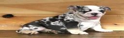 English Bulldog dogs for sale: TINA - BLUE MERLE - Ad 3