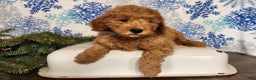 Mini Goldendoodle dogs for sale: Houston - Ad 1