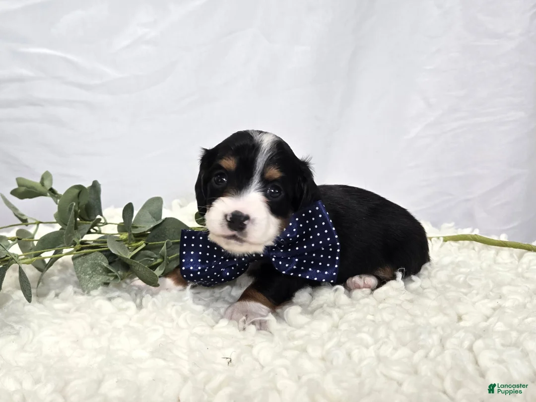 Miniature Dachshund dogs for sale: Bingo - Ad 1