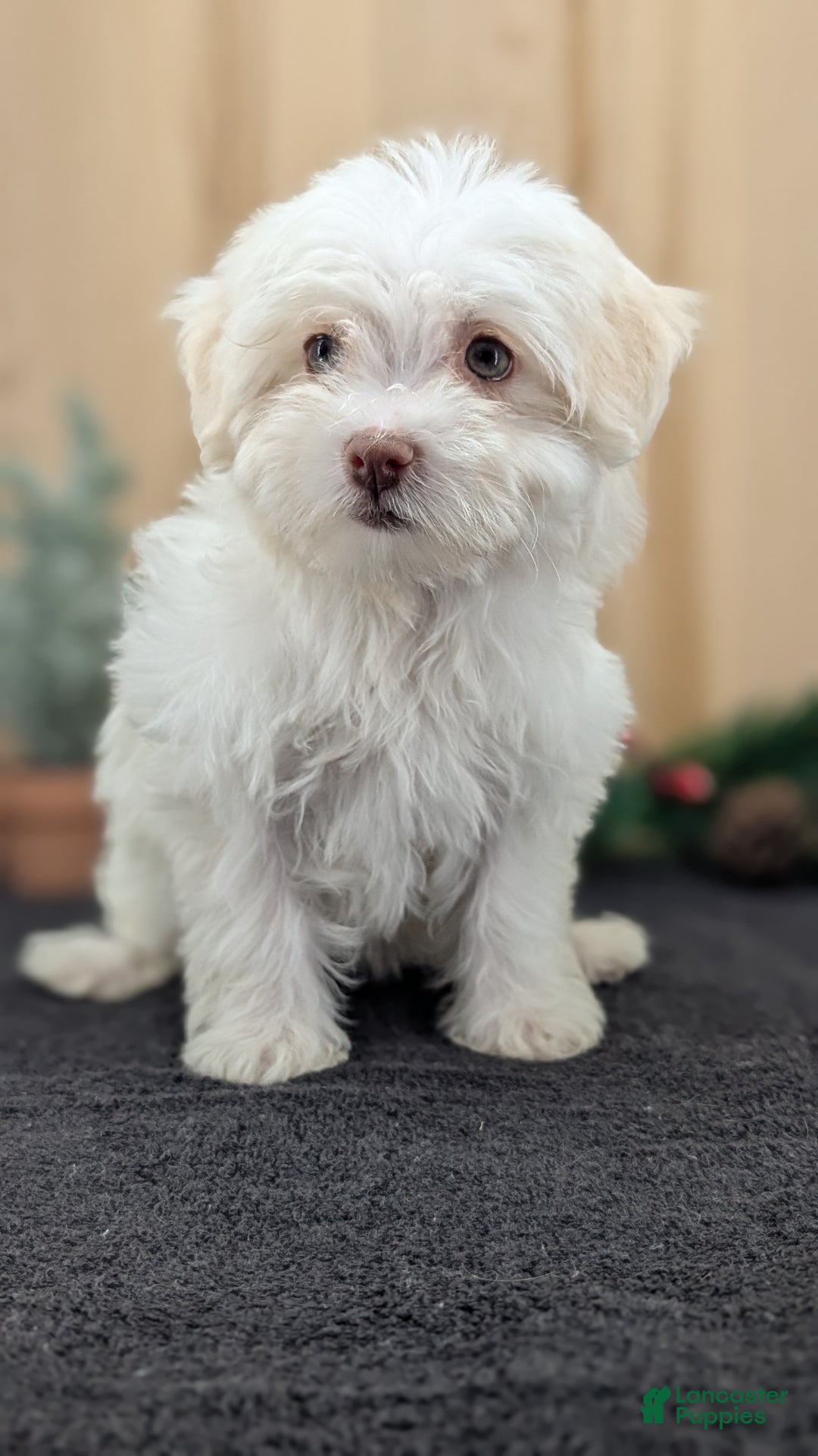 Havanese dogs for sale: Mya - Ad 7