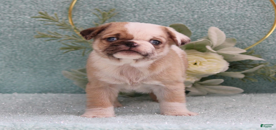 Gallery Image {{count}}