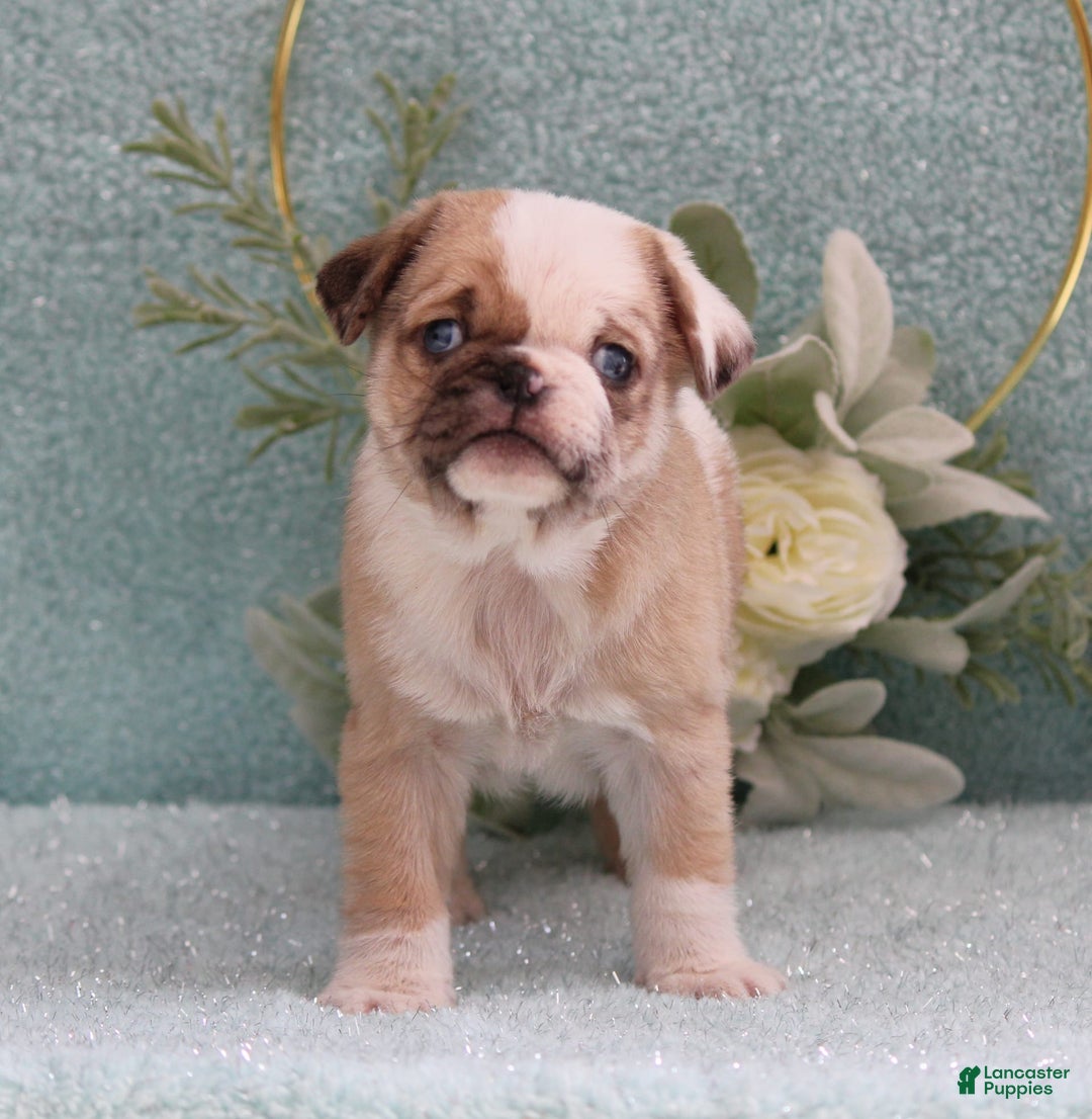 Gallery Image {{count}}