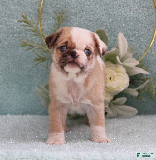 Gallery Image {{count}}