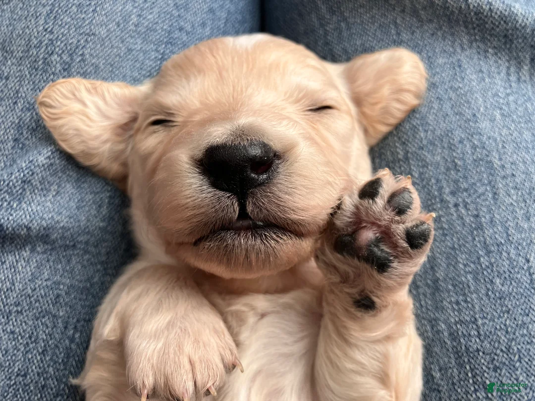 Miniature Dachshund dogs for sale: BABY KIWI OF SAINT CLOVERVILLE - Ad 4