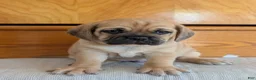 Puggle dogs for sale: Chuck  - Ad 19
