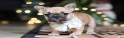 French Bulldog dogs for sale: Ivy - Ad 4