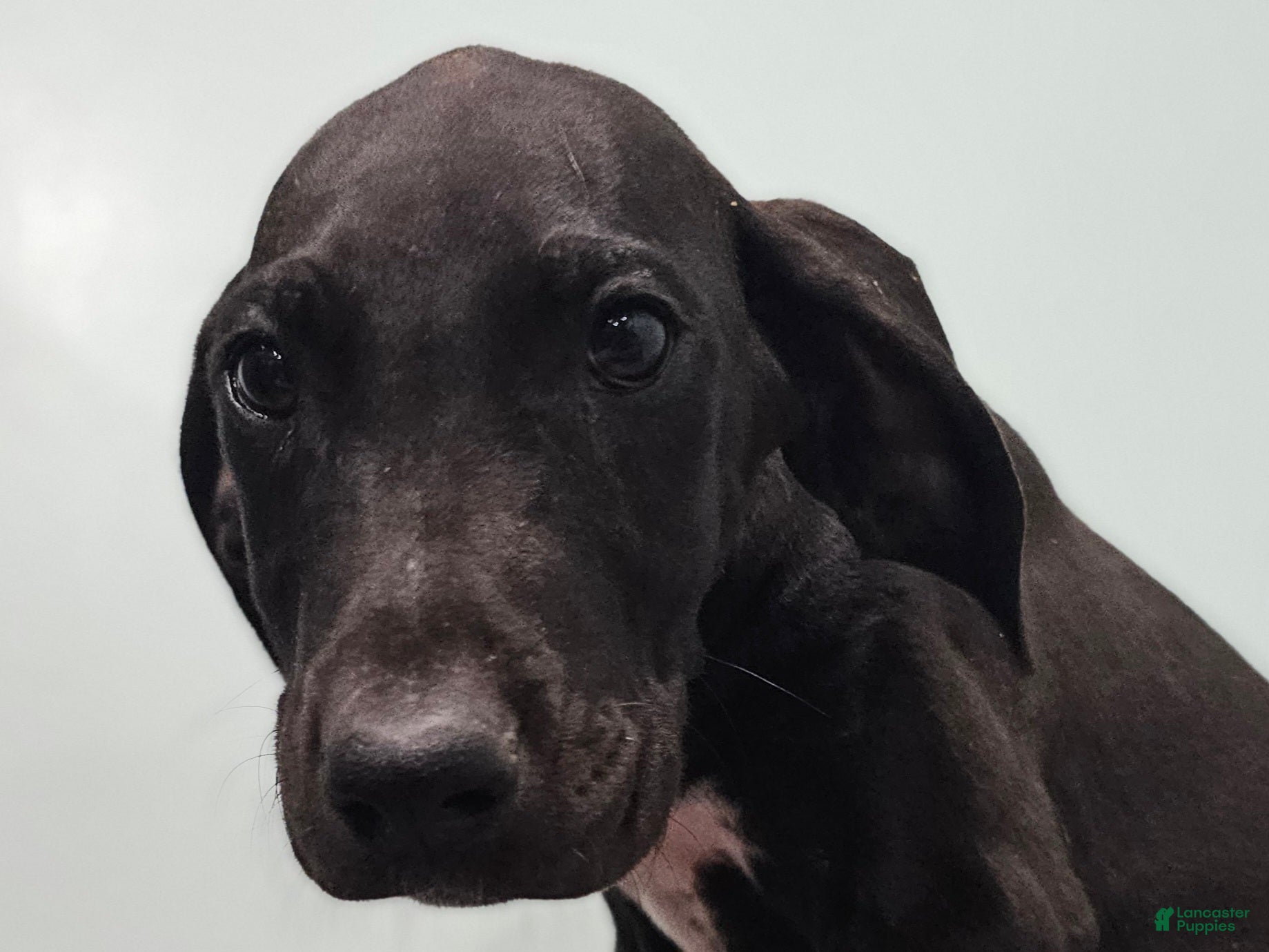 Great Dane dogs Black  - Ad 1