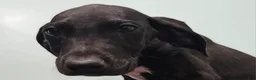 Great Dane dogs for sale: Black  - Ad 1