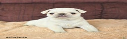 Pug dogs for sale: Woodstock - Ad 2