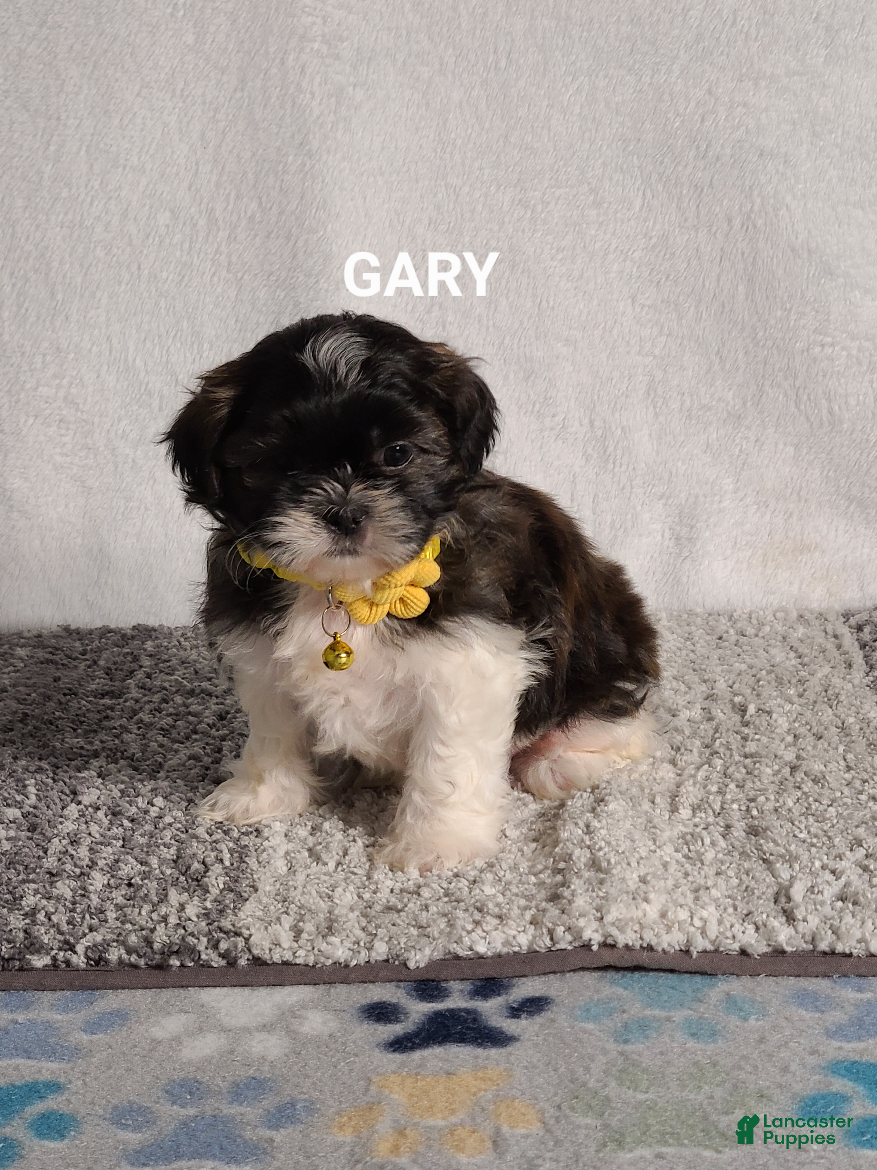 Shih Tzu dogs GARY - Ad 31