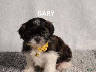 Shih Tzu dogs GARY - Ad 20