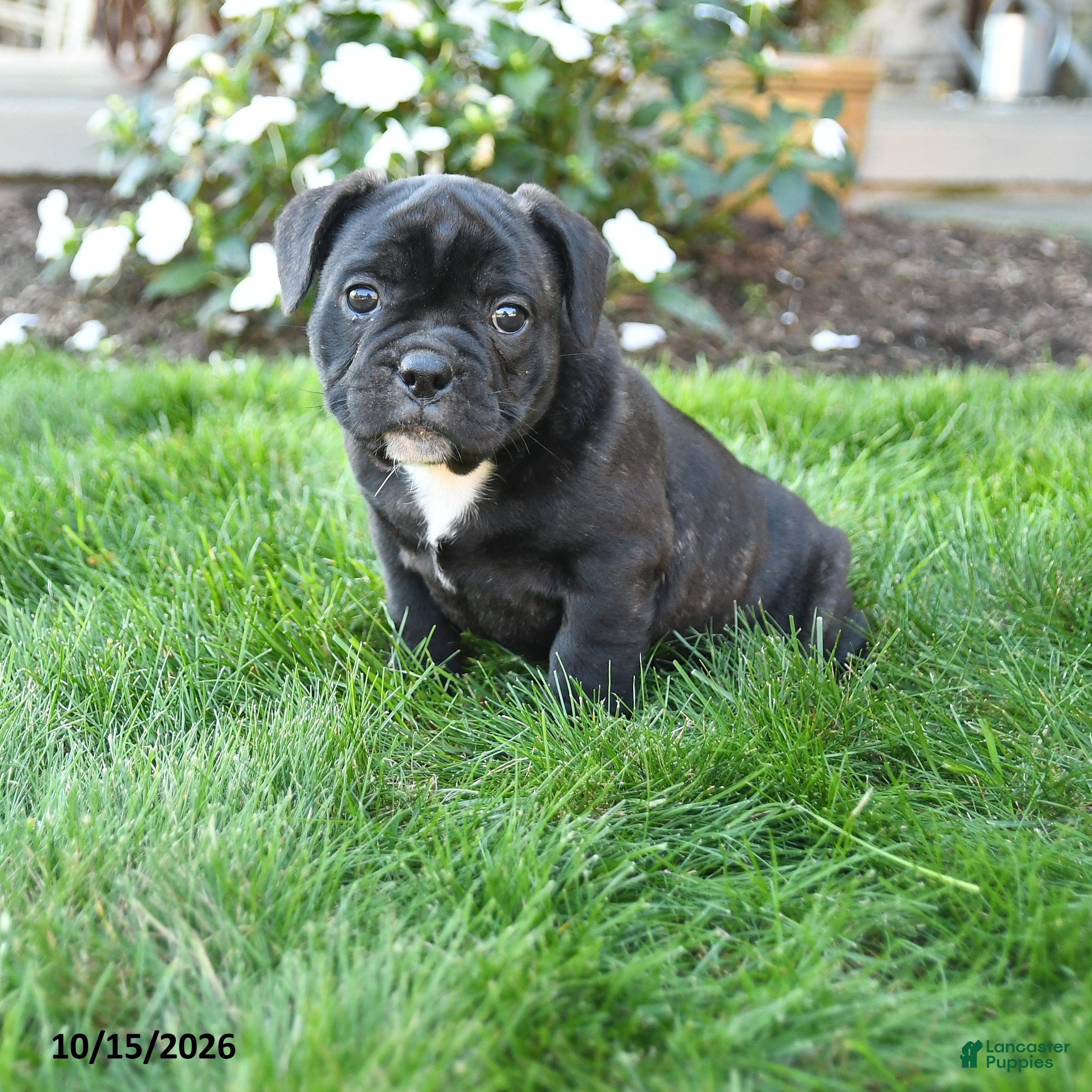 Mixed Breed dogs for sale: Alexa - Ad 3