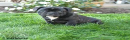 Mixed Breed dogs for sale: Alexa - Ad 1