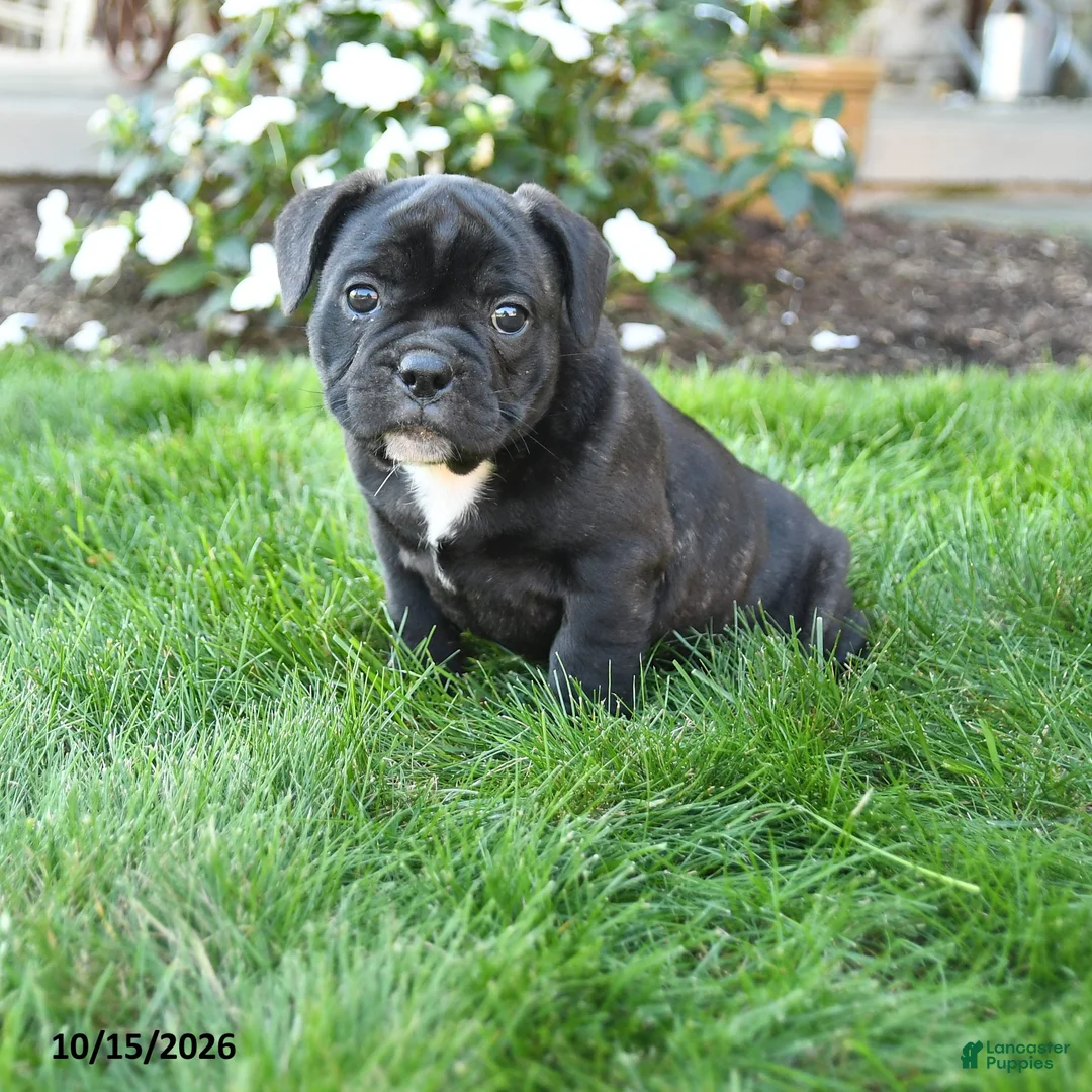 Mixed Breed dogs for sale: Alexa - Ad 1