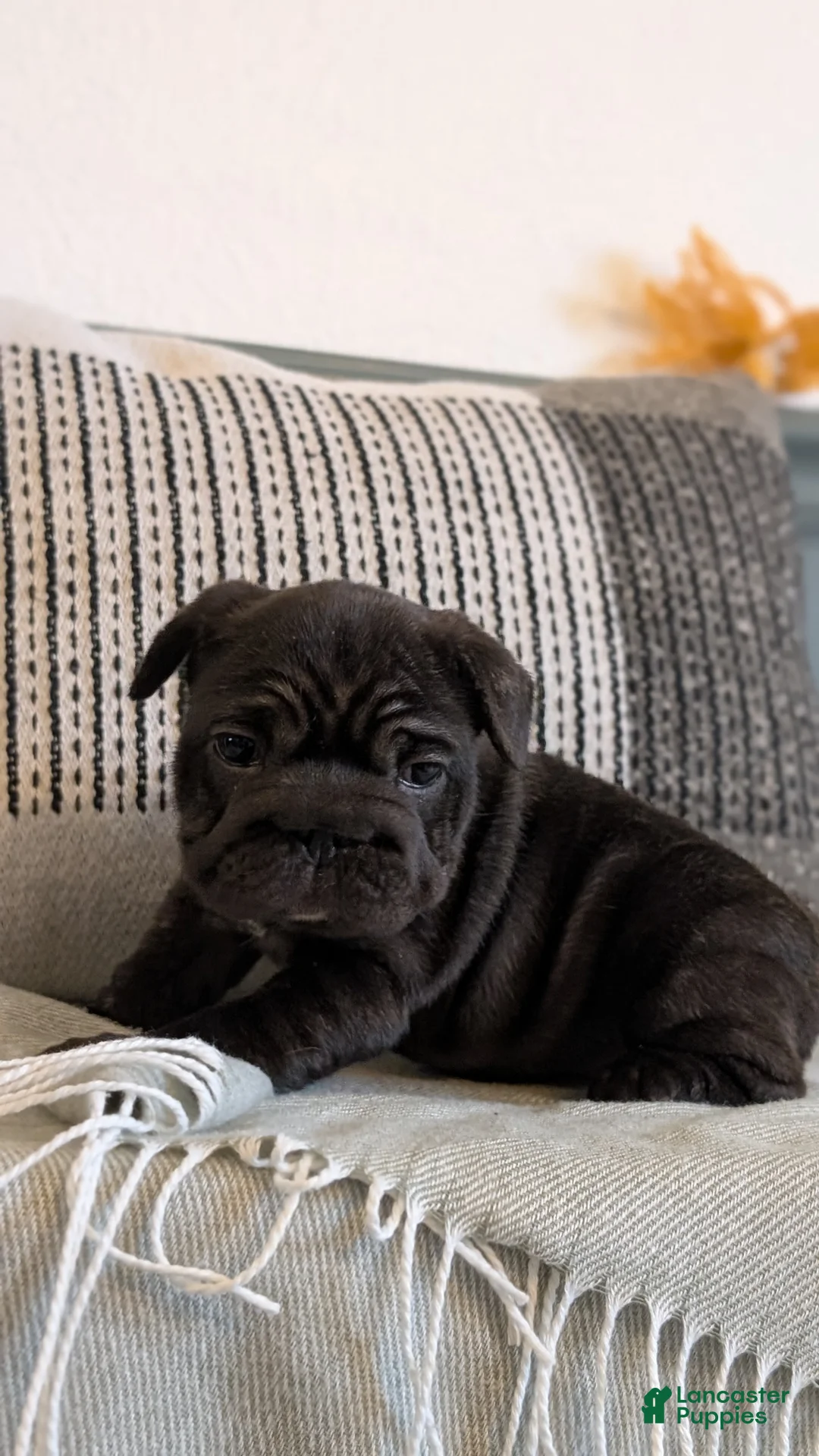 French Bulldog dogs for sale: Roxy - Ad 5