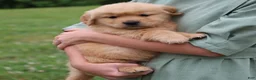 Golden Retriever dogs for sale: Cuddles - Ad 6