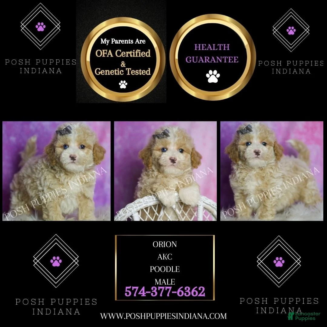 Standard Poodle dogs for sale: Orion - Ad 2