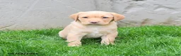 Labrador Retriever dogs for sale: Elora - Ad 5