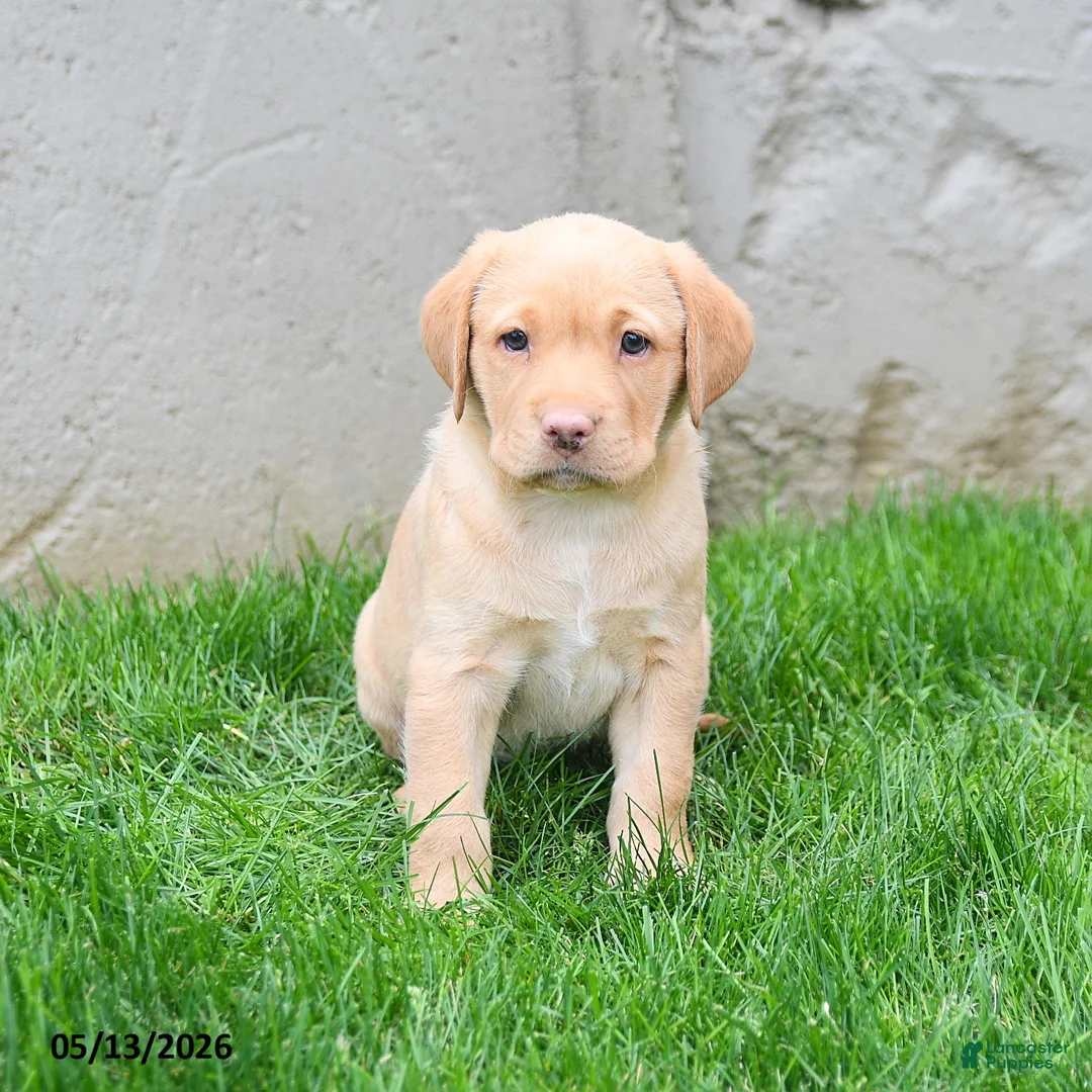 Labrador Retriever dogs for sale: Elora - Ad 5
