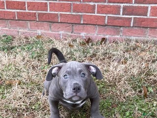 American Bully dogs Rocko - Ad 13