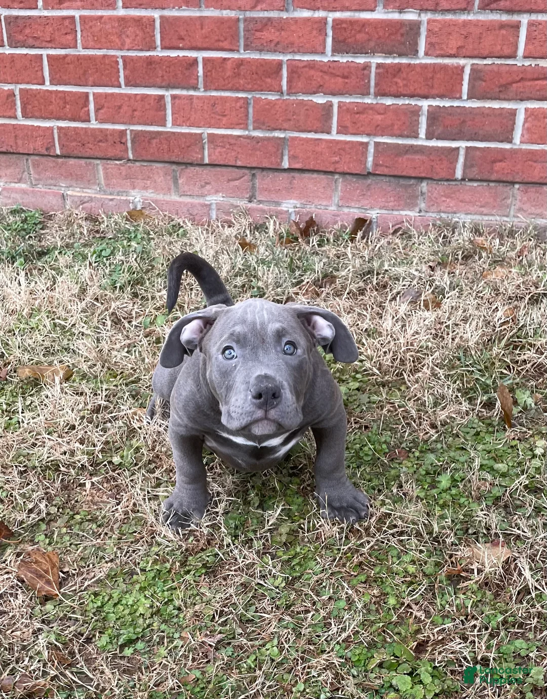 American Bully dogs for sale: Rocko - Ad 1
