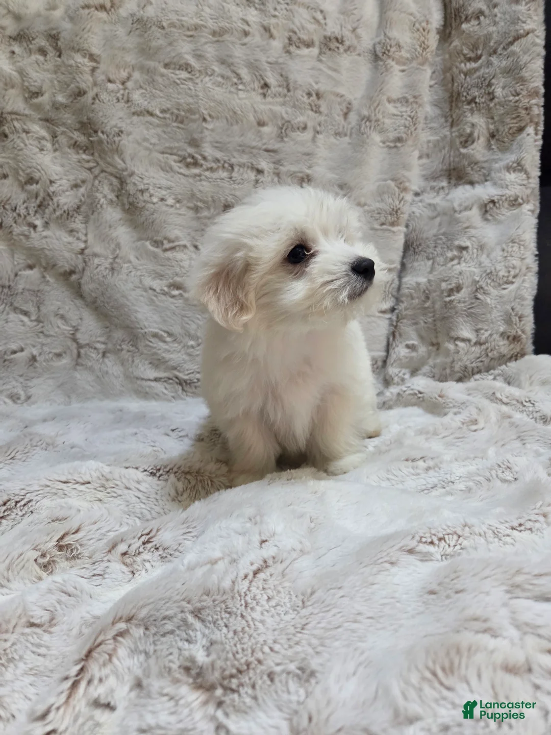 Maltipoo dogs for sale: Maltipoo Puppy 5 - Ad 2