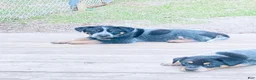 Australian Cattle Dog dogs for sale: Big Boy - Ad 6