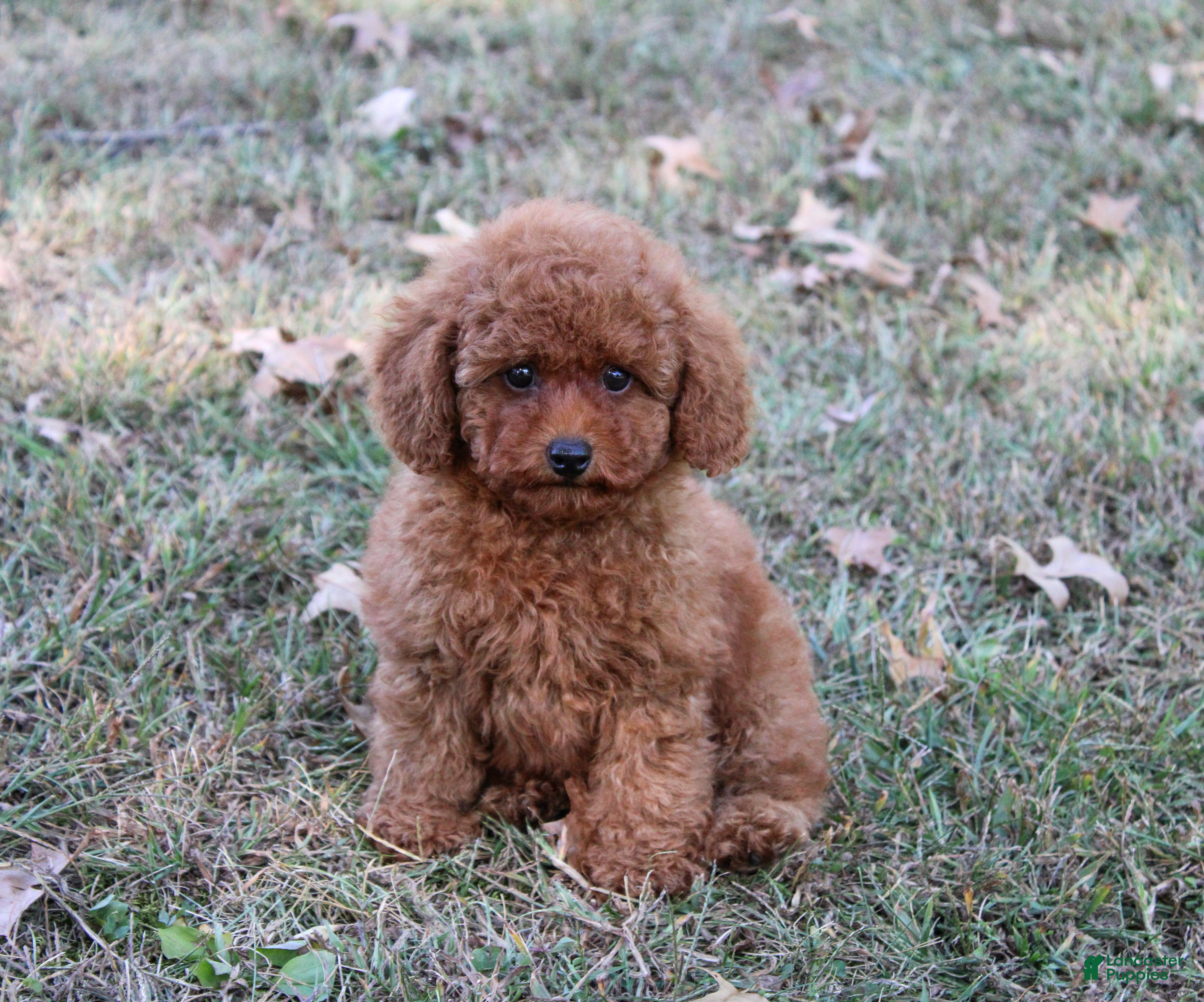 Toy Poodle dogs Percival - Ad 2