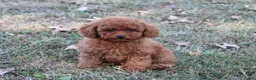 Toy Poodle dogs for sale: Percival - Ad 2
