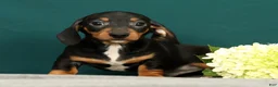 Miniature Dachshund dogs for sale: Popsicle - Ad 5