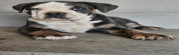 Olde English Bulldogge dogs for sale: Oscar - Ad 1