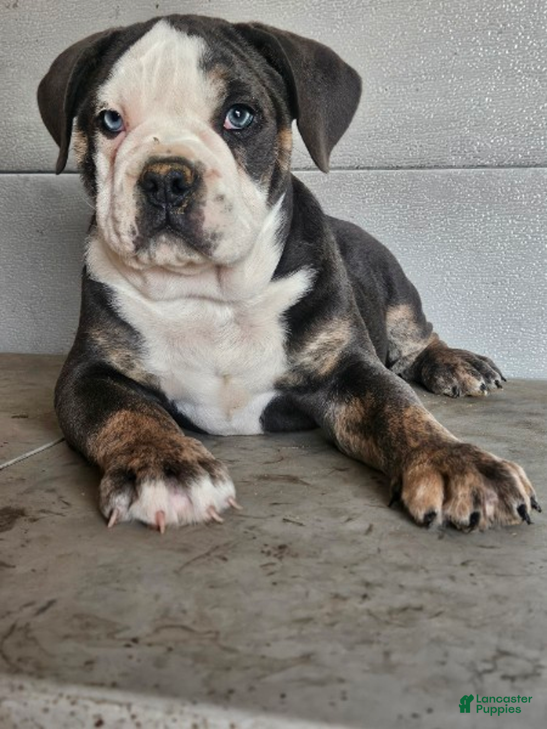 Olde English Bulldogge dogs for sale: Oscar - Ad 1