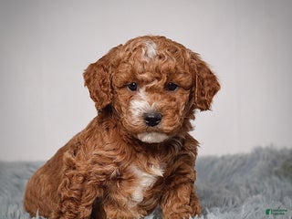 Mini Goldendoodle dogs Mr. Koda - Ad 2