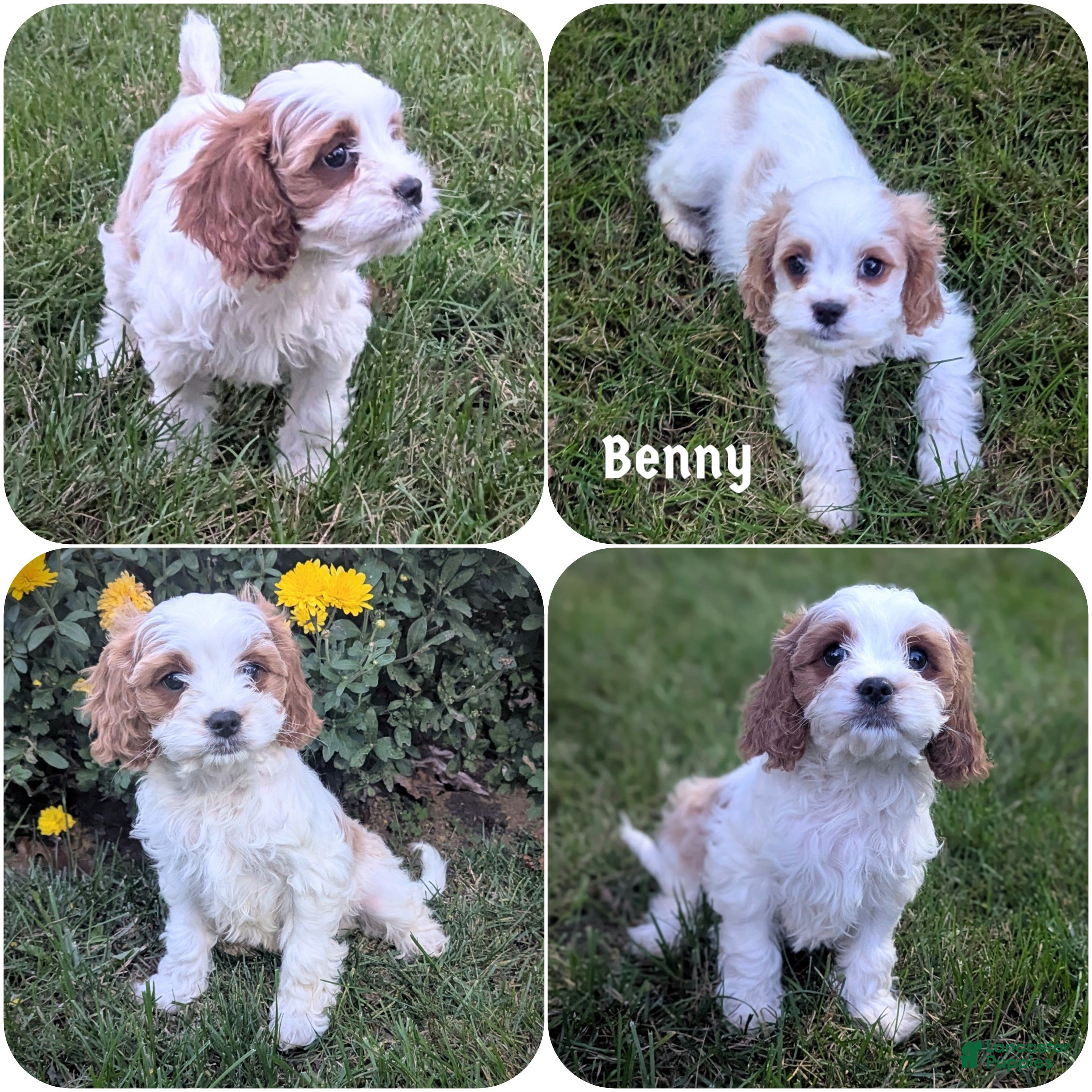 Cavapoo dogs for sale: Mr Benny - Ad 1