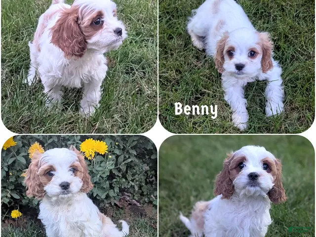 Cavapoo dogs for sale: Mr Benny - Ad 1
