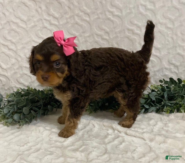 Cavapoo dogs Lottie - Ad 2