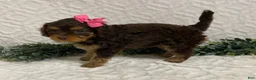 Cavapoo dogs for sale: Lottie - Ad 2