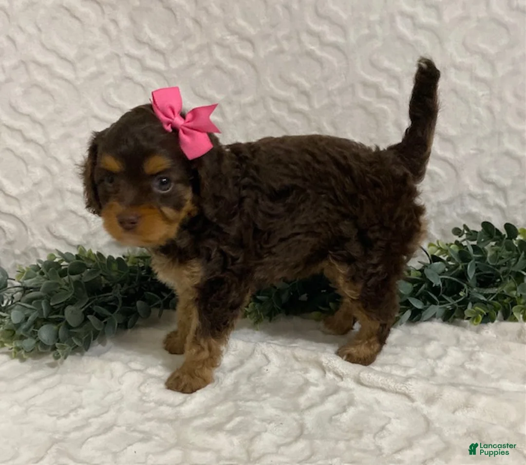 Cavapoo dogs for sale: Lottie - Ad 2