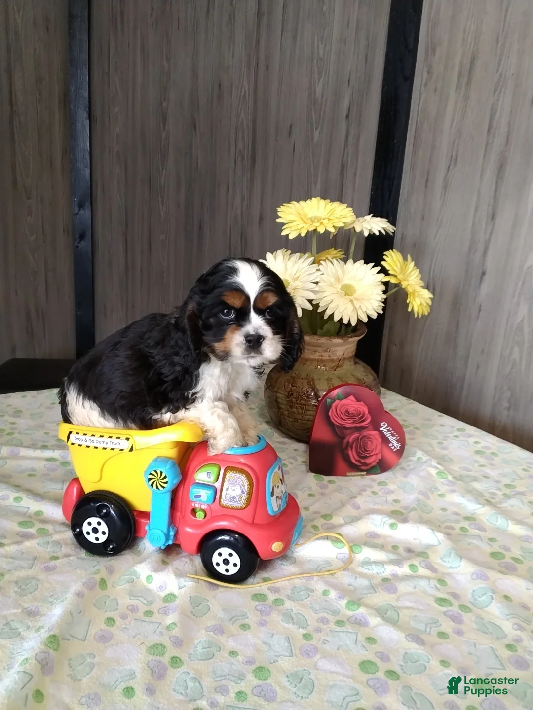 Cocker Spaniel dogs for sale: Dallas - Ad 1