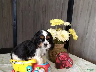 Cocker Spaniel dogs Dallas - Ad 35