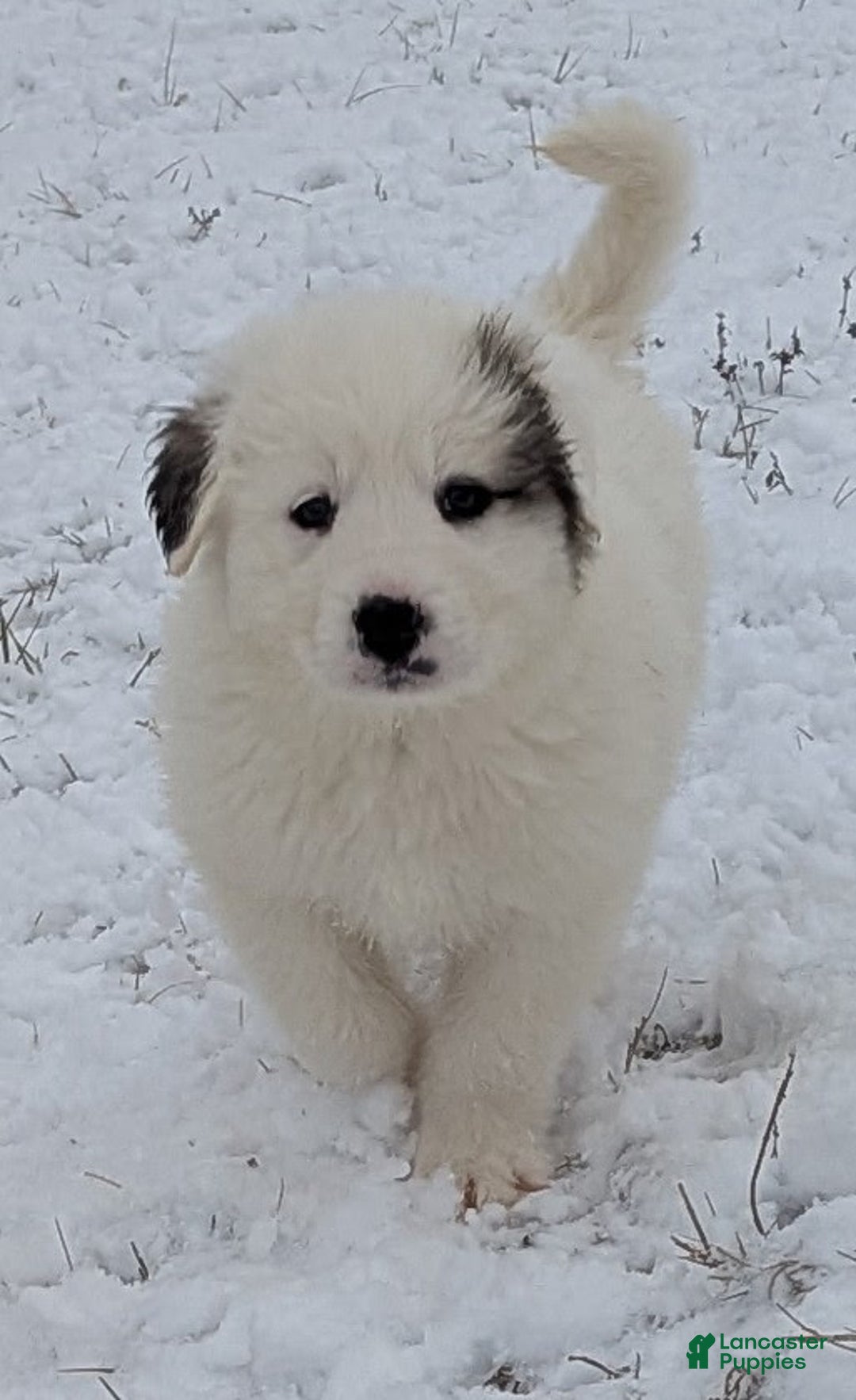 Great Pyrenees dogs for sale: Lucy - Ad 1