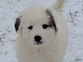 Great Pyrenees dogs Lucy - Ad 6