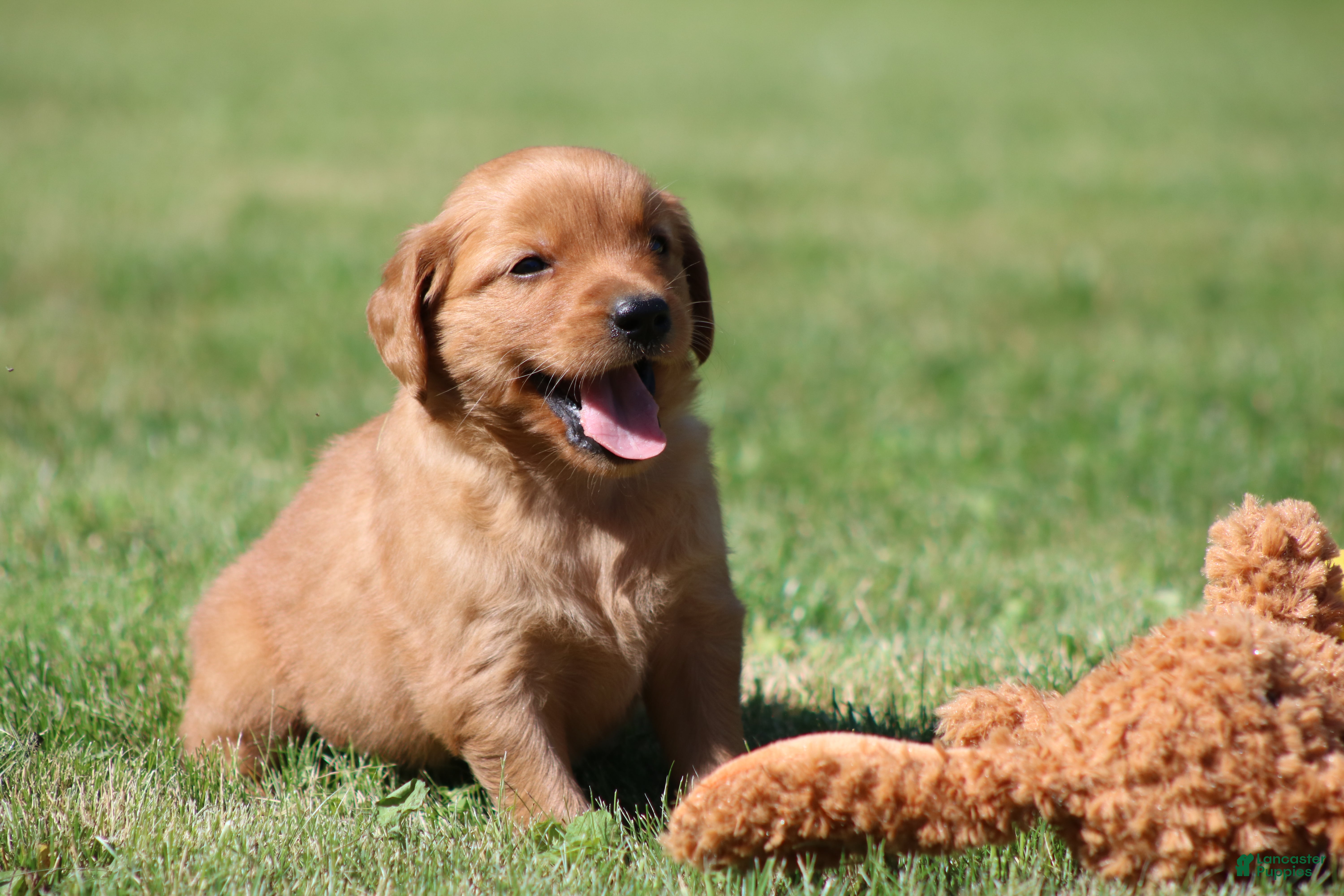Golden Retriever dogs Riley - Ad 1