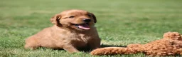 Golden Retriever dogs for sale: Riley - Ad 4