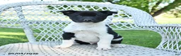 Mixed Breed dogs for sale: Moose - Ad 2